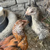 جوجه لاری