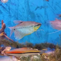 مولد پانچاکس و پرل گورامی