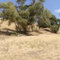 زمین کشاورزی مزرعه|فروش دفتر صنعتی، کشاورزی، تجاری|خرقان, |دیوار