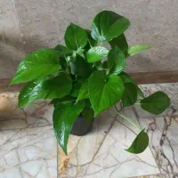 پتوس سبز