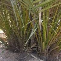 سلام .پاجوش نخل قصب وشاهانی موجود می باشد|گل و گیاه طبیعی|لامرد, |دیوار