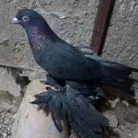 قره مایا پا پور