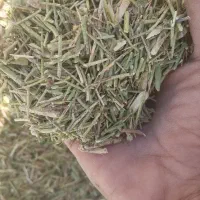 خارشتر‌ کیلو 12|حیوانات مزرعه|عطاملک, |دیوار