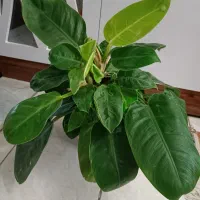 گل و گیاه آپارتمانی|گل و گیاه طبیعی|مشهد, کشف|دیوار