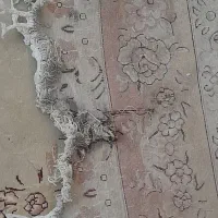 فرش|فرش|کرمانشاه, |دیوار