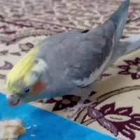 عروس هلندی|پرنده|مشهد, کوشش|دیوار