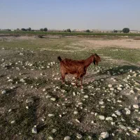 بز ه|حیوانات مزرعه|گتوند, |دیوار