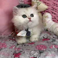 بچه گربه اشرافی ایران کتز|گربه|شیراز, ابیوردی|دیوار