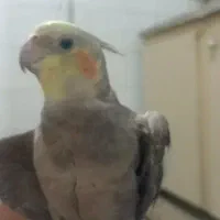 عروس هلندی گمشده|حیوانات|قم, علی آباد سعدگان|دیوار