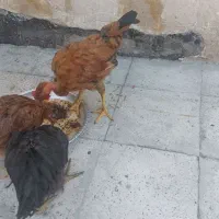 جوجه مرغ و خروس