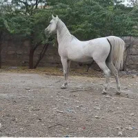 اسب زولفا تقوی