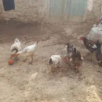 جوجه مرغ|حیوانات مزرعه|نهبندان, |دیوار