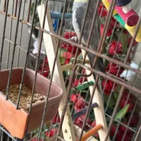 عروس هلندی نر آماده جفت|پرنده|شیراز, صاحب الزمان|دیوار