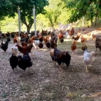 فروش جوجه مرغ۴و۵ ماهه محلی