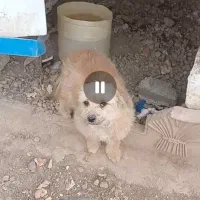 حیون|سگ|نظرآباد, احمد آباد|دیوار