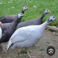 تخم مرغ شاخدار خوراکی. ۱۲۰۰۰