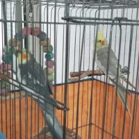 یک جفت عروس هلندی مولد با قفس و وسایل