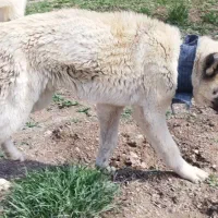 سگ نگهبان