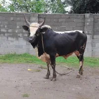 گاو.ورزا.