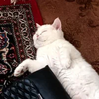 گربه نر جهت جفتگیری|گربه|بیرجند, |دیوار