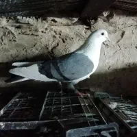 2100|پرنده|اندیشه, اندیشه فاز ۴|دیوار