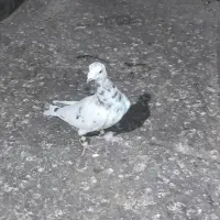 سار بدون بام