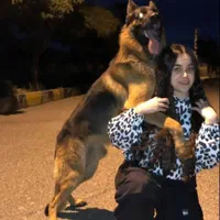 مربی سگ اردبیل / تربیت سگ / آموزش سگ در اردبیل