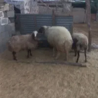 قوچ ورن گوسفند|حیوانات مزرعه|هندمینی, |دیوار