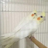 جوجه عروس هلندی لوتیتو چشم شرابی نژاد کینگ|پرنده|مشهد, آبکوه|دیوار