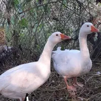 غاز