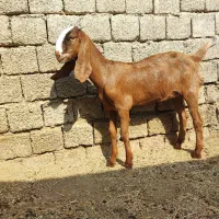 تیشتر پاکستانی