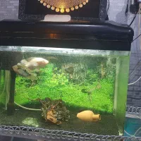 آکواریوم شیشه خم شرکتی با وسایل