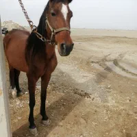 مادیون درهشوری خالص مدرک دار