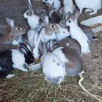 خرگوش حیوان|موش و خرگوش|دیواندره, |دیوار