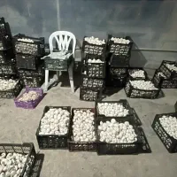 اموزش کشت قارچ دکمه ای وصدفی ودارویی