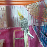 عروس هلندی ابلغ نر سه ماهه سخنگو|پرنده|ابهر, |دیوار