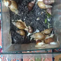 حلزون البینو
