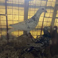 صید|پرنده|بجنورد, |دیوار