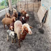 گوسفند تخمی