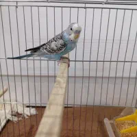 مرغ عشق|پرنده|کلاله, |دیوار