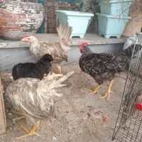 مرغ سیاه و مشکی و سفیدو خروس