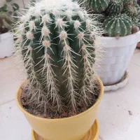 فروش حراجی|حراج|خمینی‌شهر, |دیوار