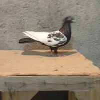 سینه سیاه