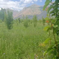 فروش باغچه سیب و گلابی|فروش زمین و ملک کلنگی|سیلوانه, |دیوار