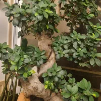 بنسای اس بزرگ
