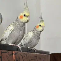 یک جفت عروس هلندی