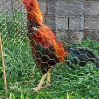 لاری|حیوانات مزرعه|خشکبیجار, |دیوار