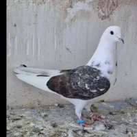 این کفتز تلف شود|پرنده|سراجو, |دیوار