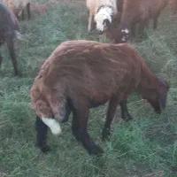 طوقلی قوچ داشتی