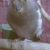 گمشده|حیوانات|خرم‌آباد, |دیوار